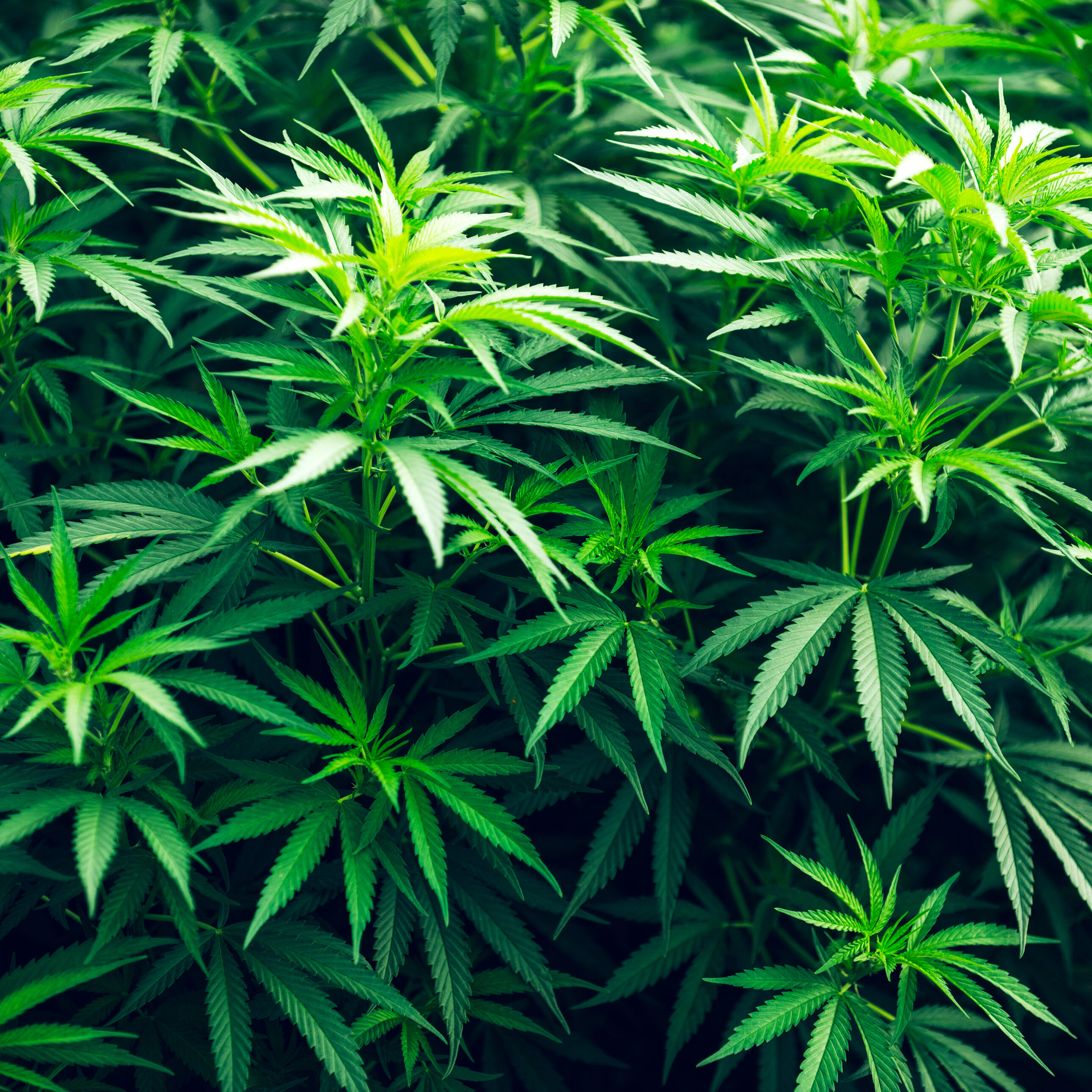 cannabis marijuana plant green leaf bush and beautiful background